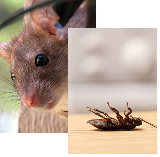 Dératisation à Chauffailles - élimination rat et souris
